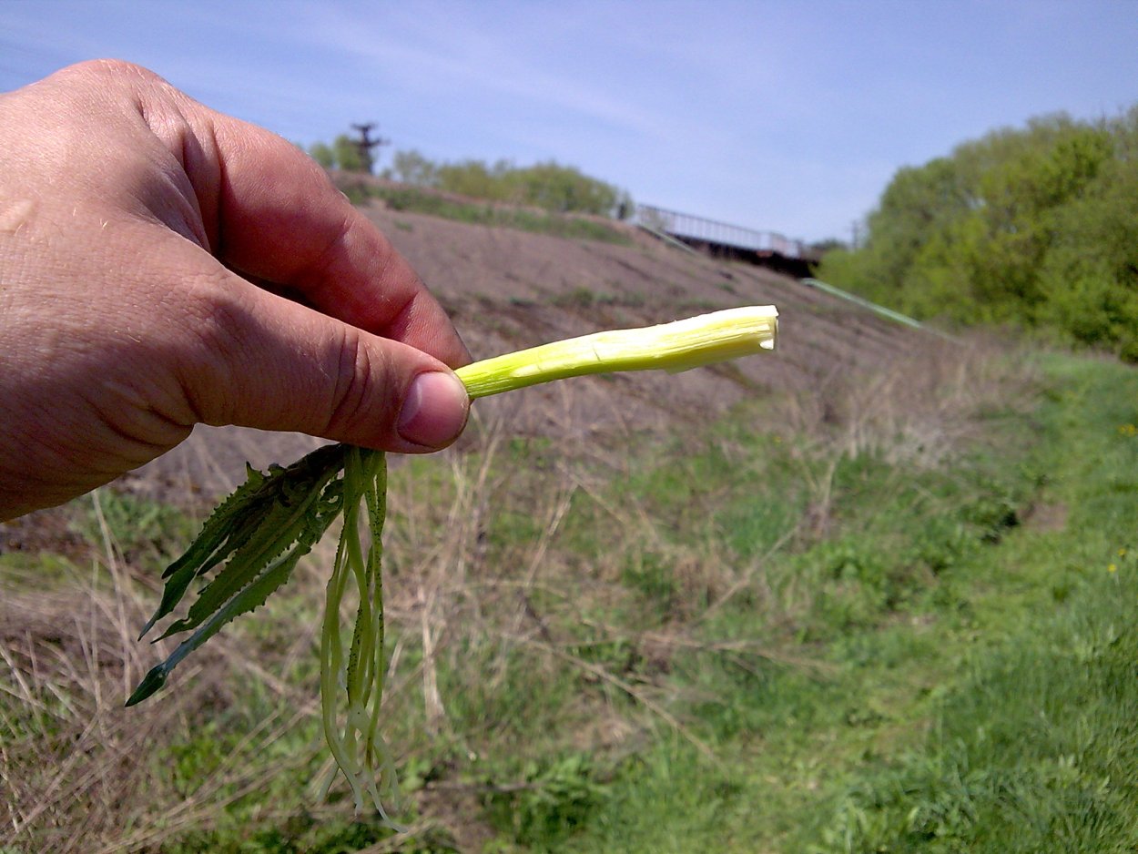 Свербига Восточная Bunias orientalis