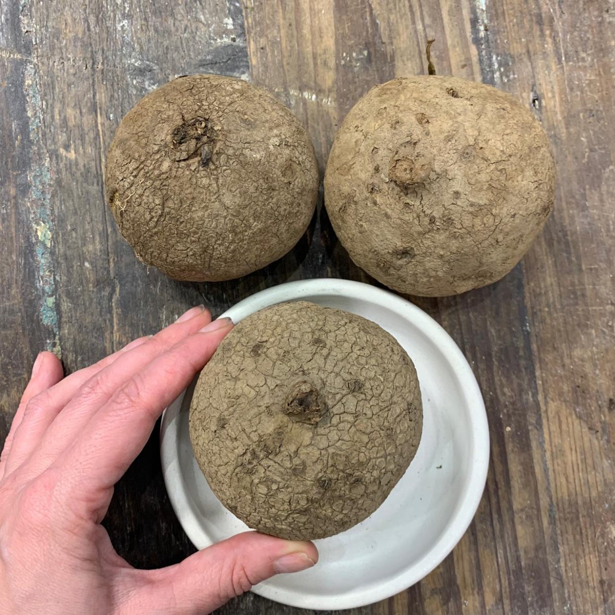 Стефания растение