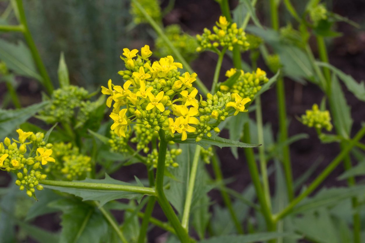 Свербига Восточная Bunias orientalis