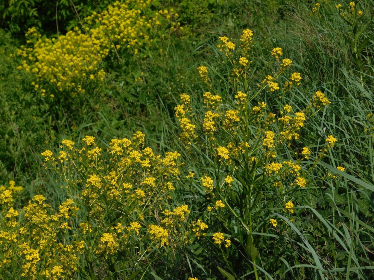 Свербига Восточная