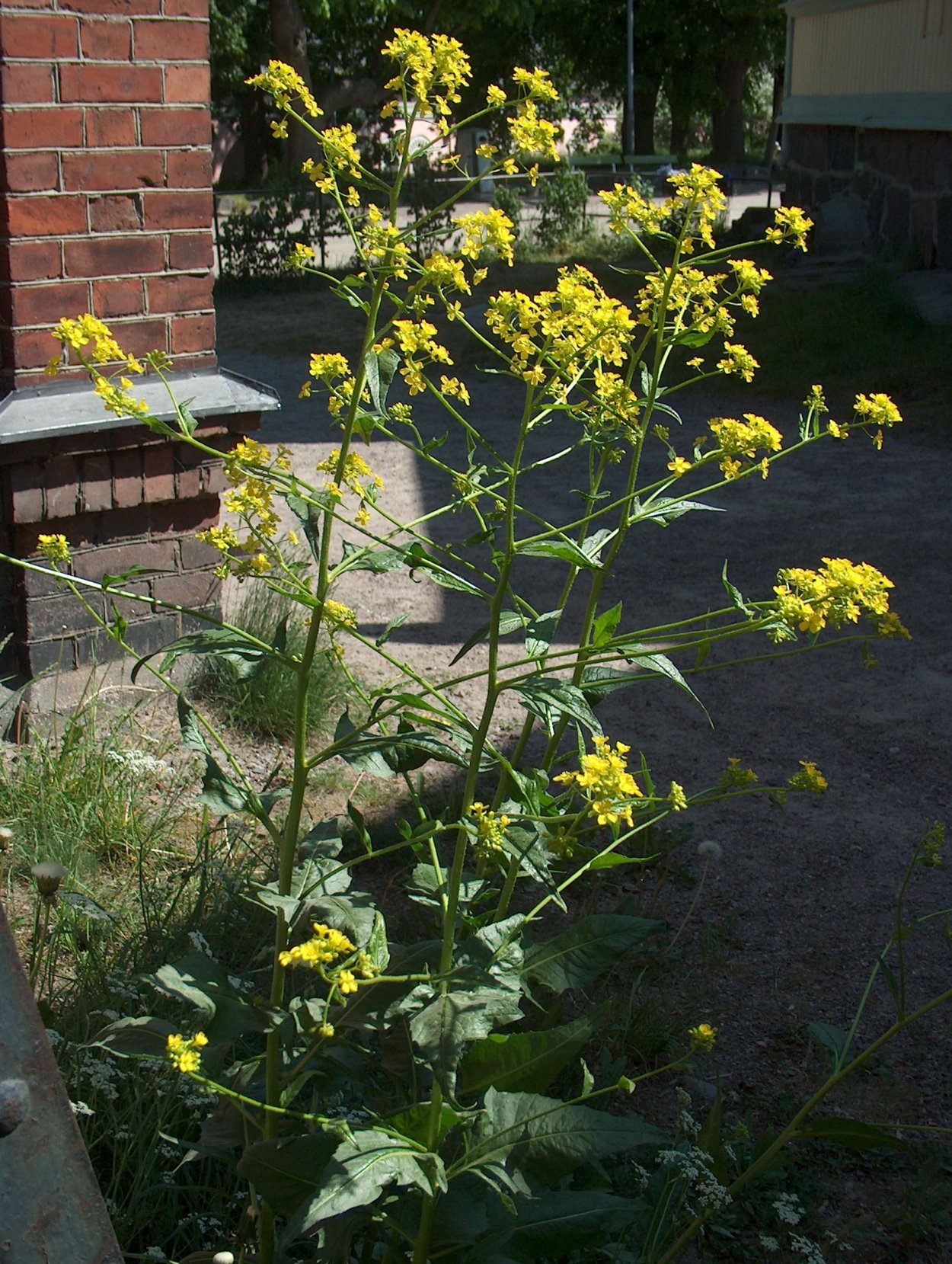 Сурепка свербига Восточная