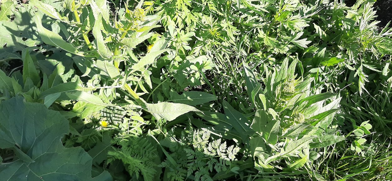 Свербига Восточная Плантариум