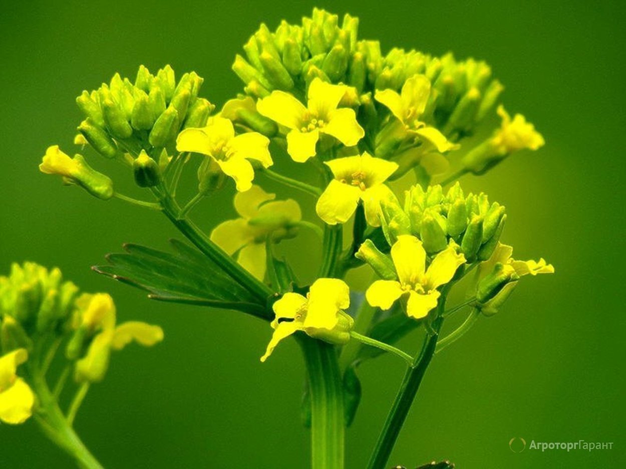 Сурепка Полевая