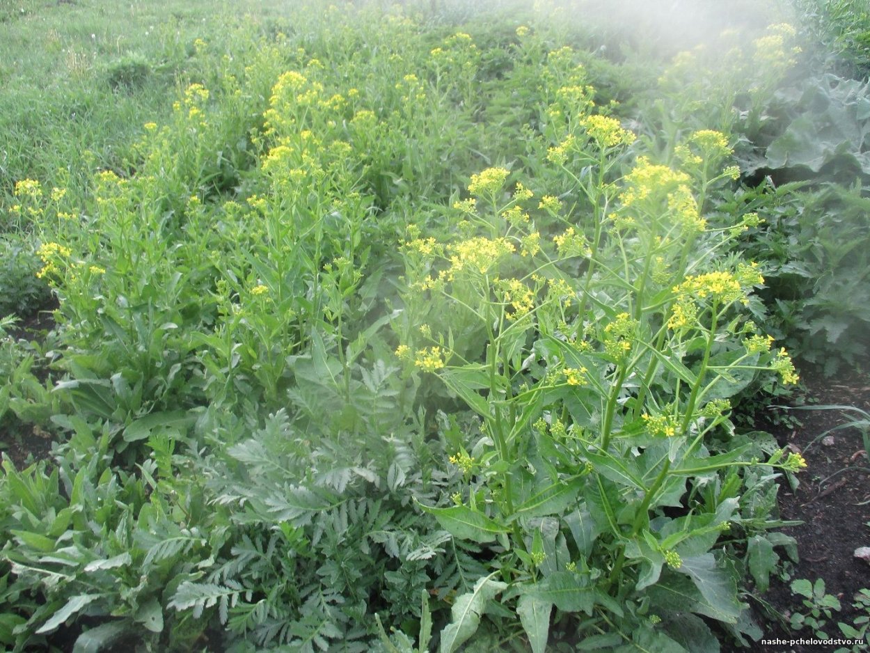 Свербига Восточная Bunias orientalis