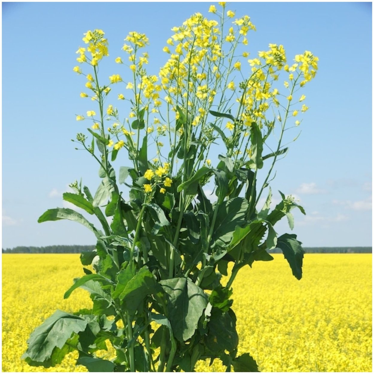 Лесная сурепка