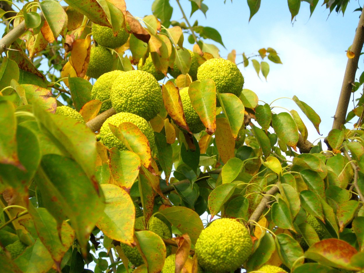 Крымское яблоко маклюра