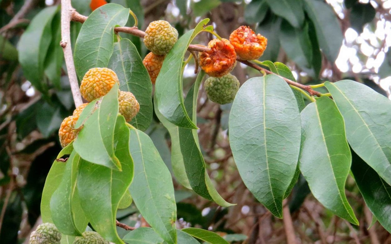 Маклюра триостренная