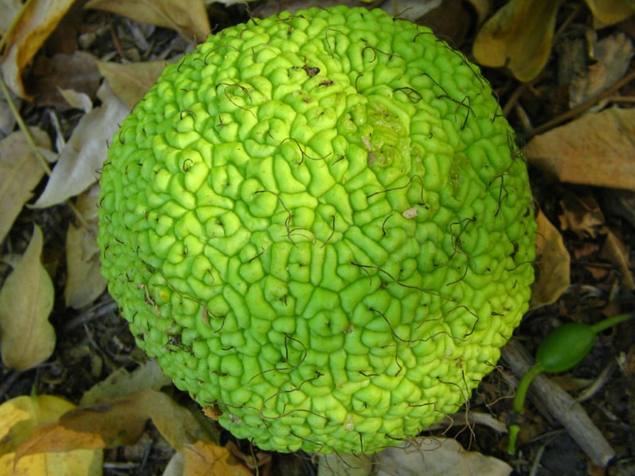 Райский плод маклюра