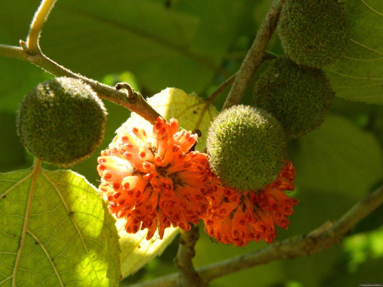 Проба маклюра Паганини