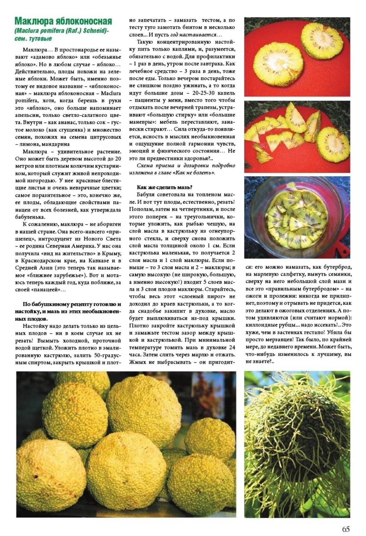 Плод маклюра применение