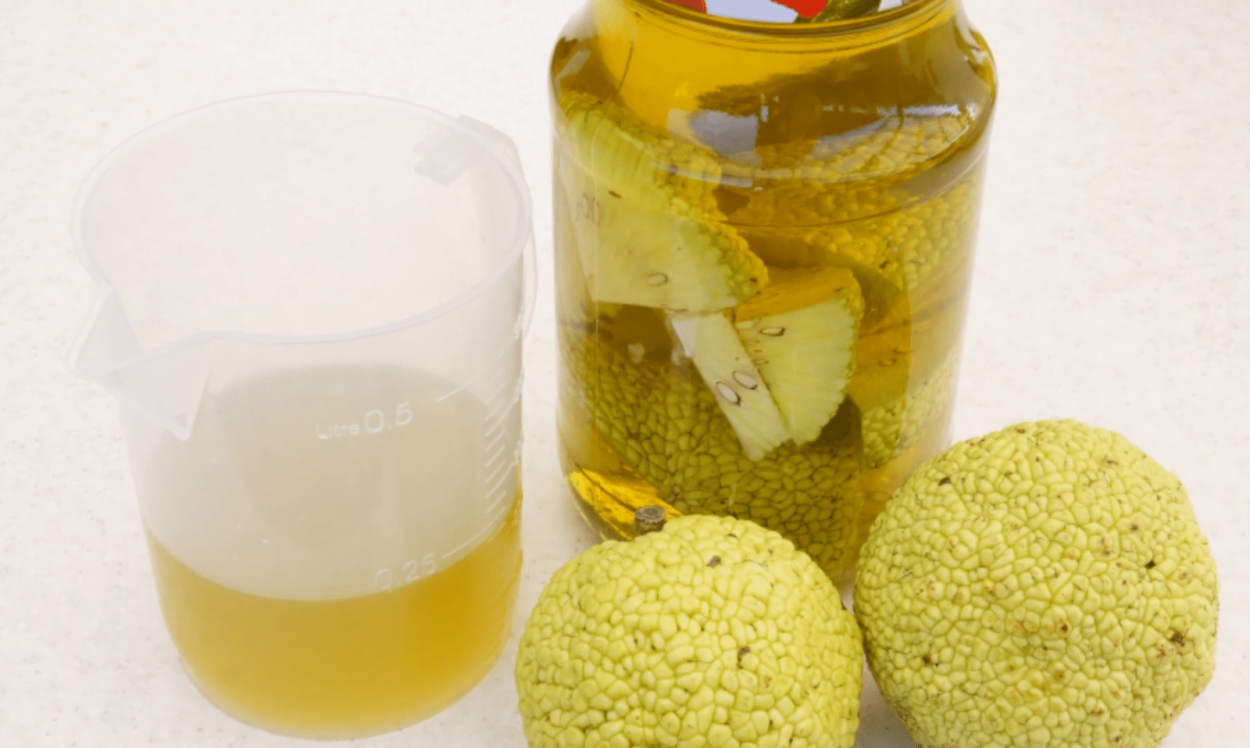 Плоды маклюры