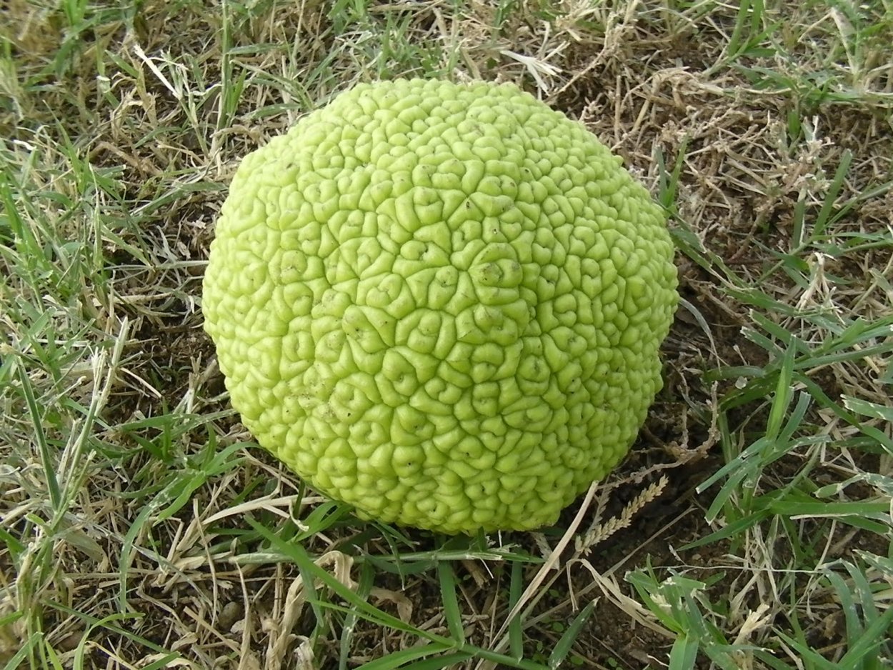 Маклюра оранжевая дерево