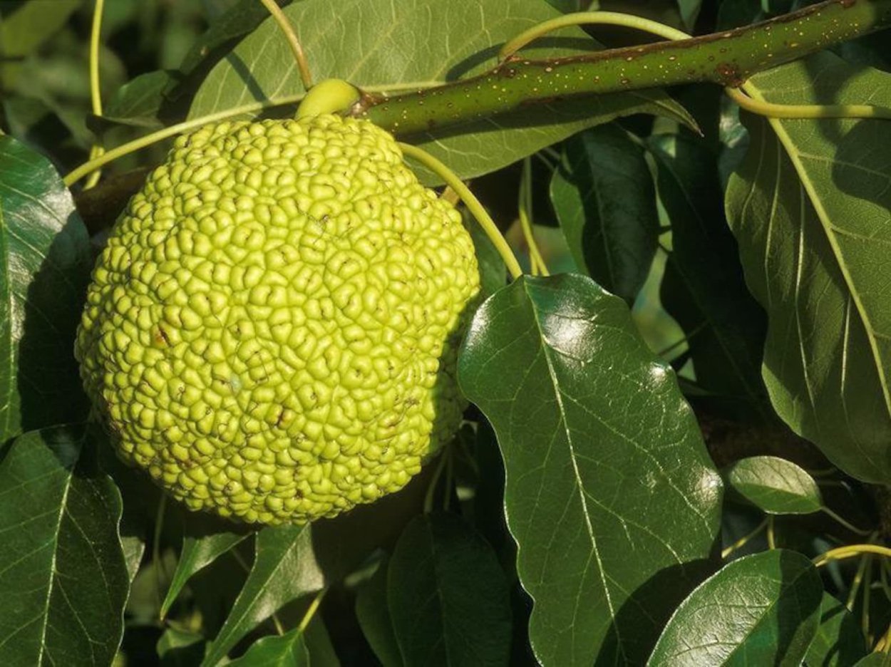 Экзотический фрукт маклюра