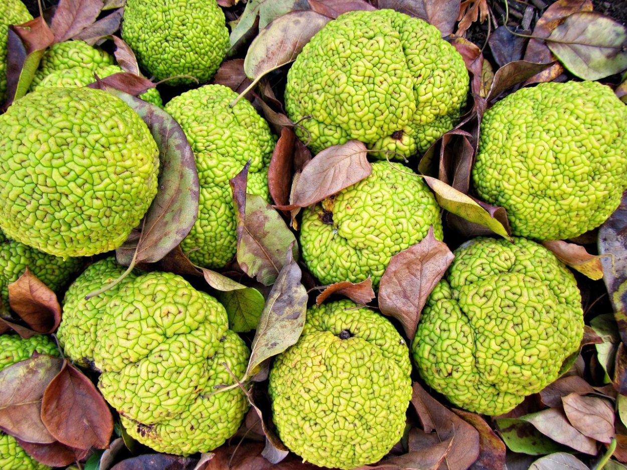 Osage Orange дерево