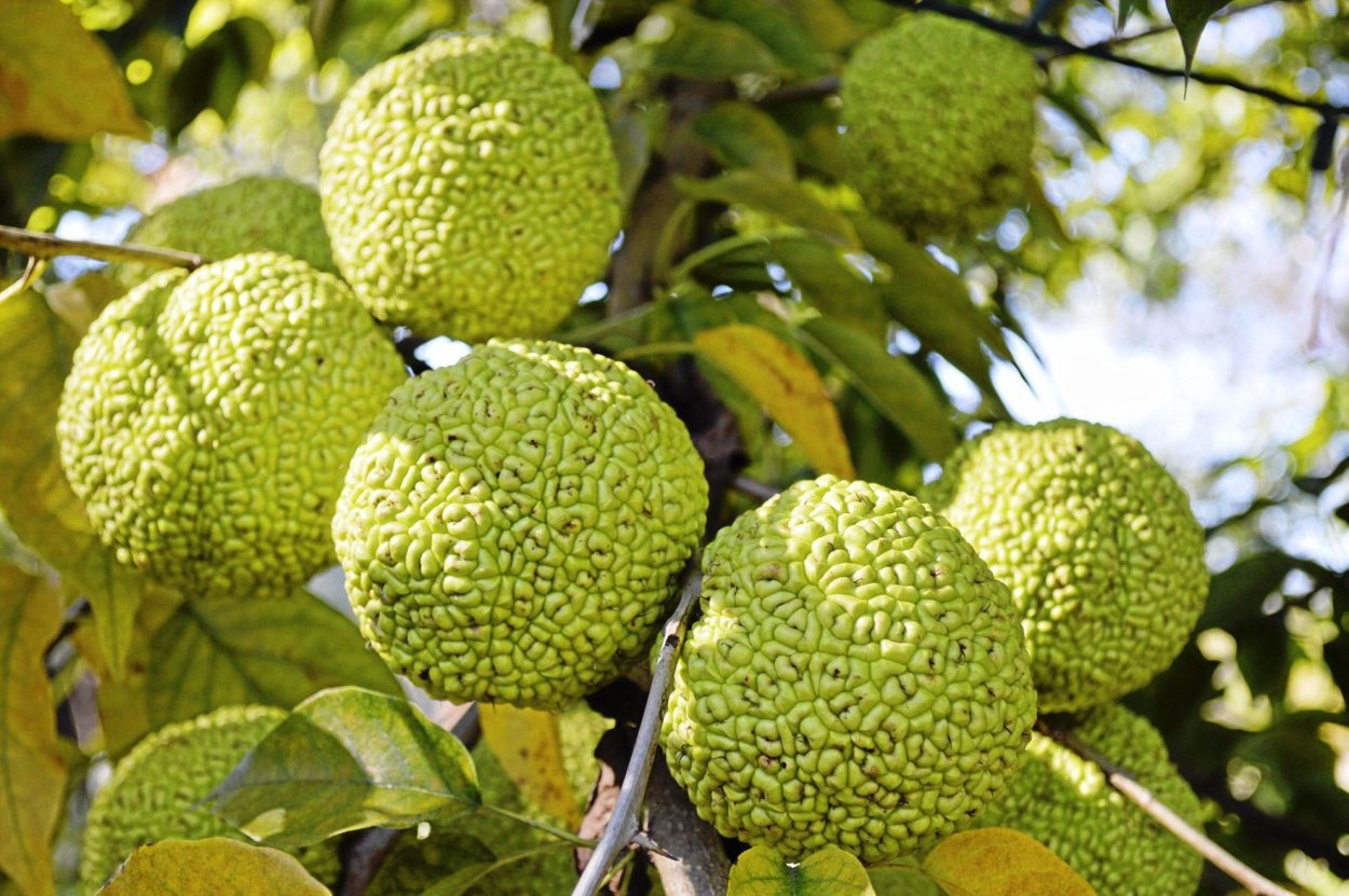 Дерево маклюра адамово яблоко