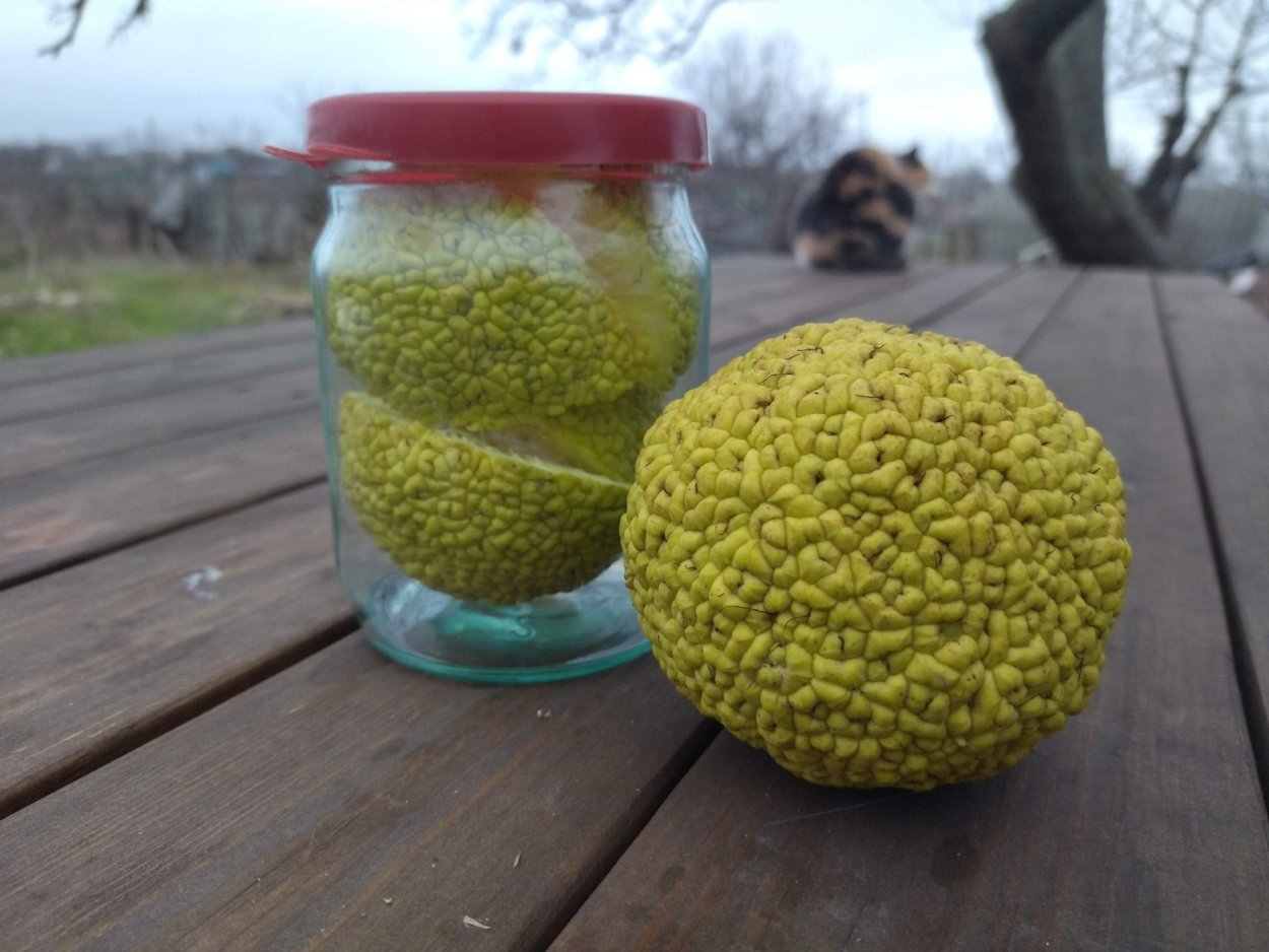 Адамово яблоко фрукт