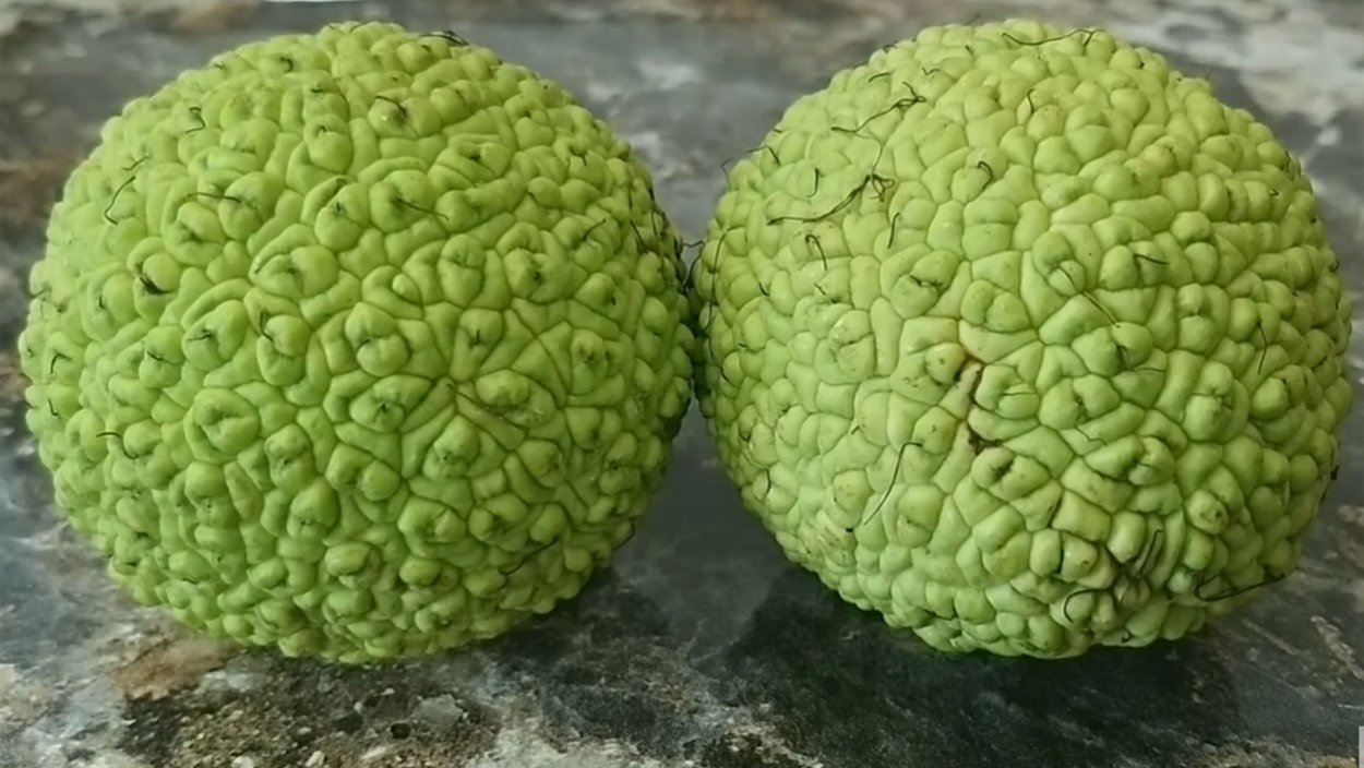 Маклюра Крымская дерево