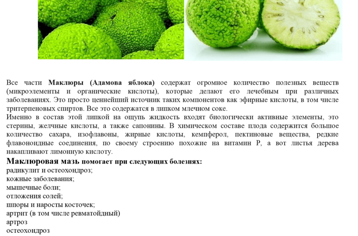 Маклюра хлебное дерево