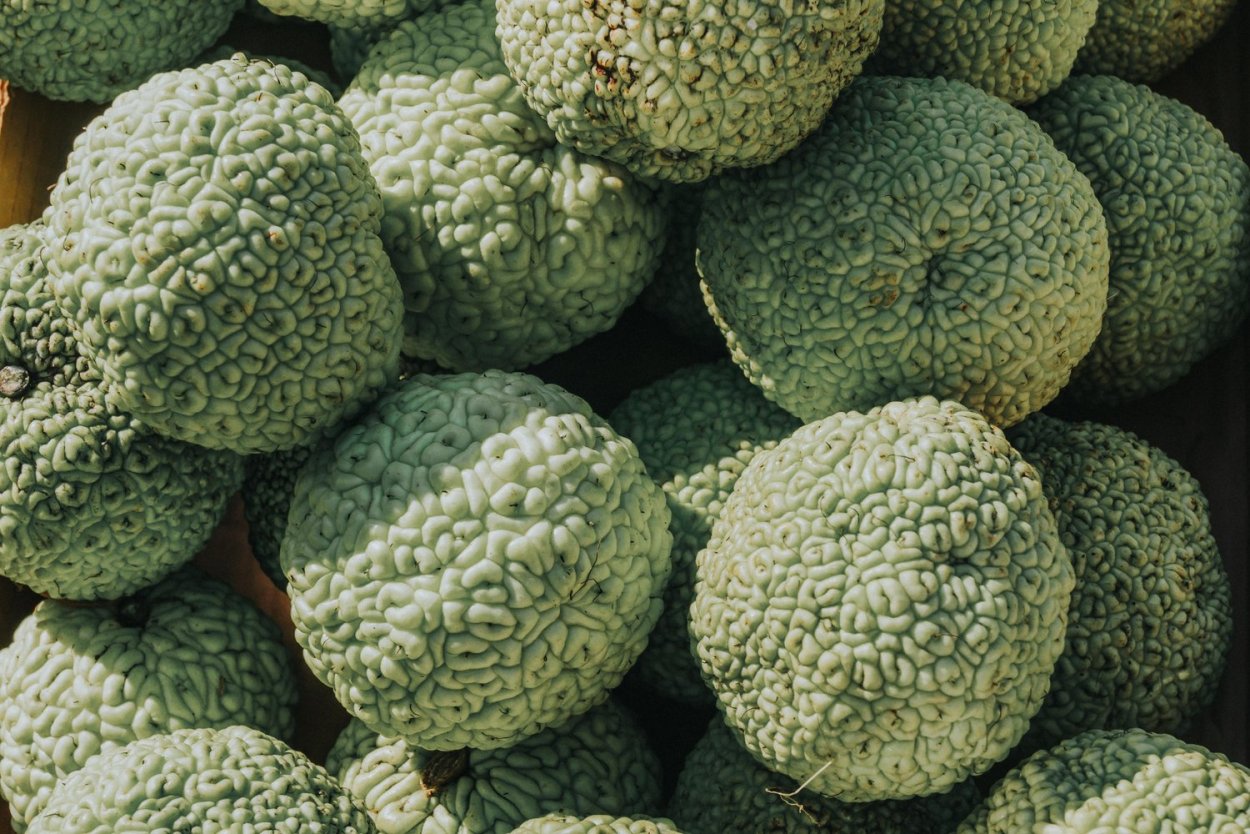 Плоды маклюры