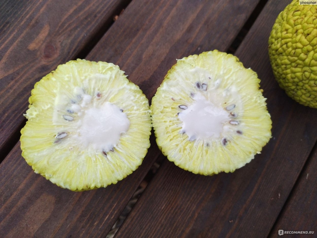 Маклюра Крымская цветение