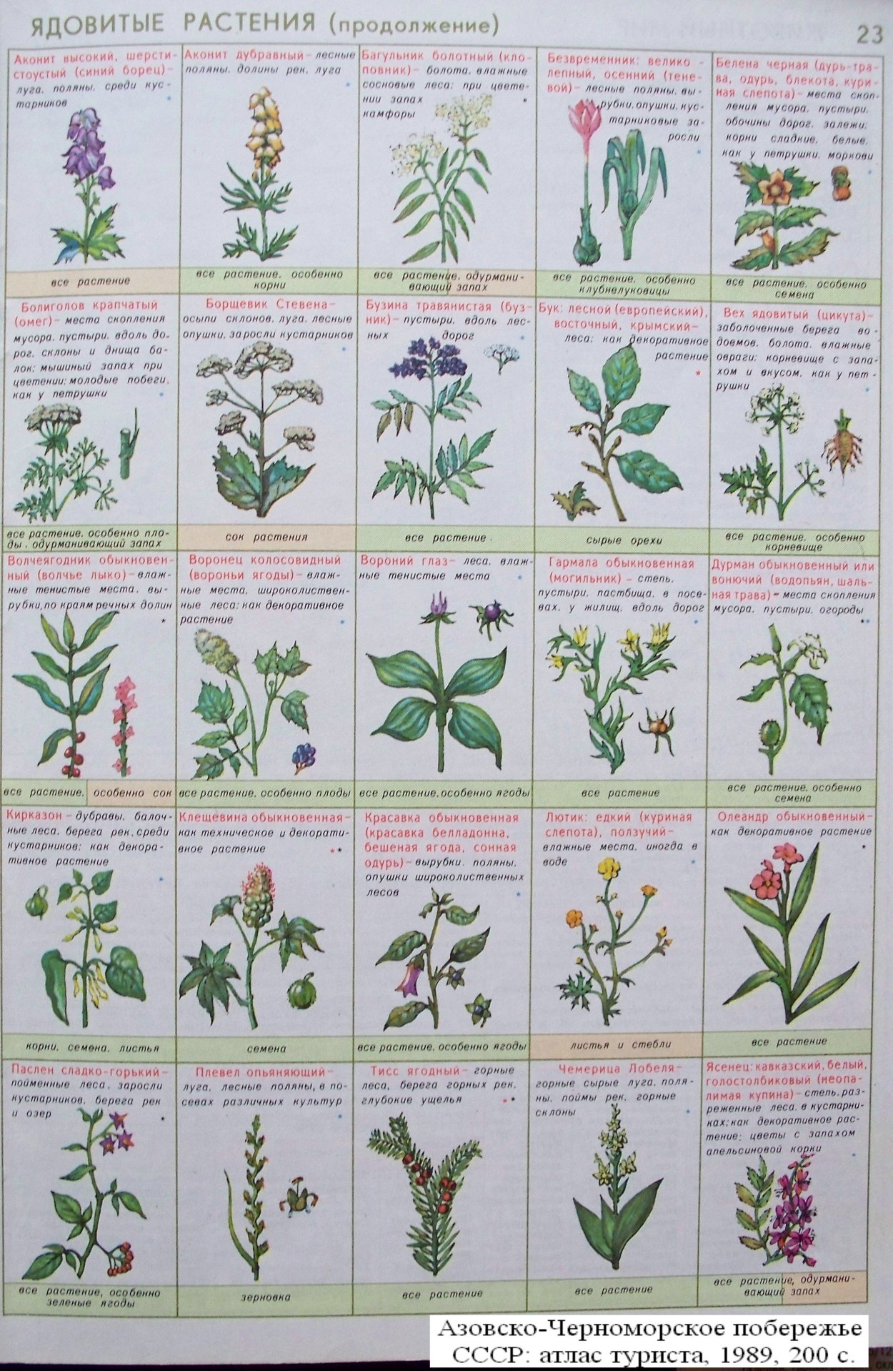 Ядовитые травы для кроликов