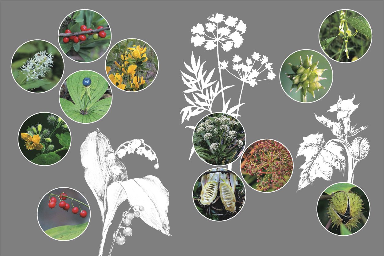 Растения для дошкольников