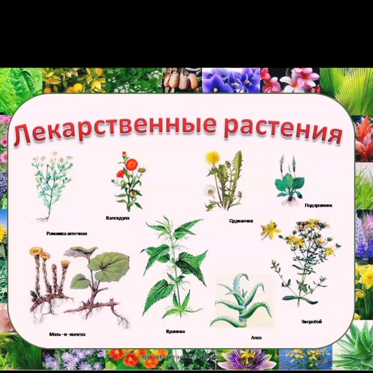 Лекарственные и ядовитые растения