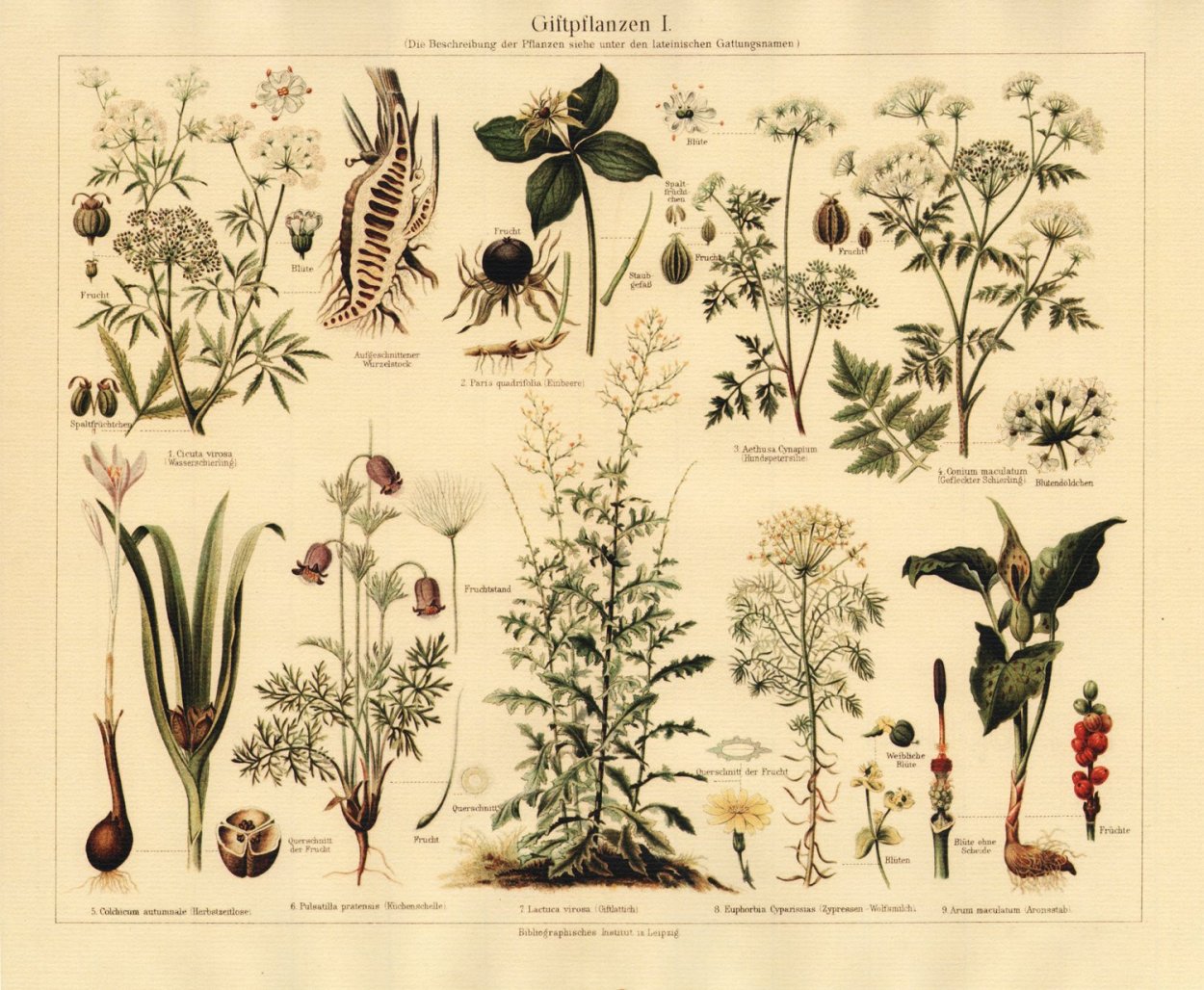 Дикие травы