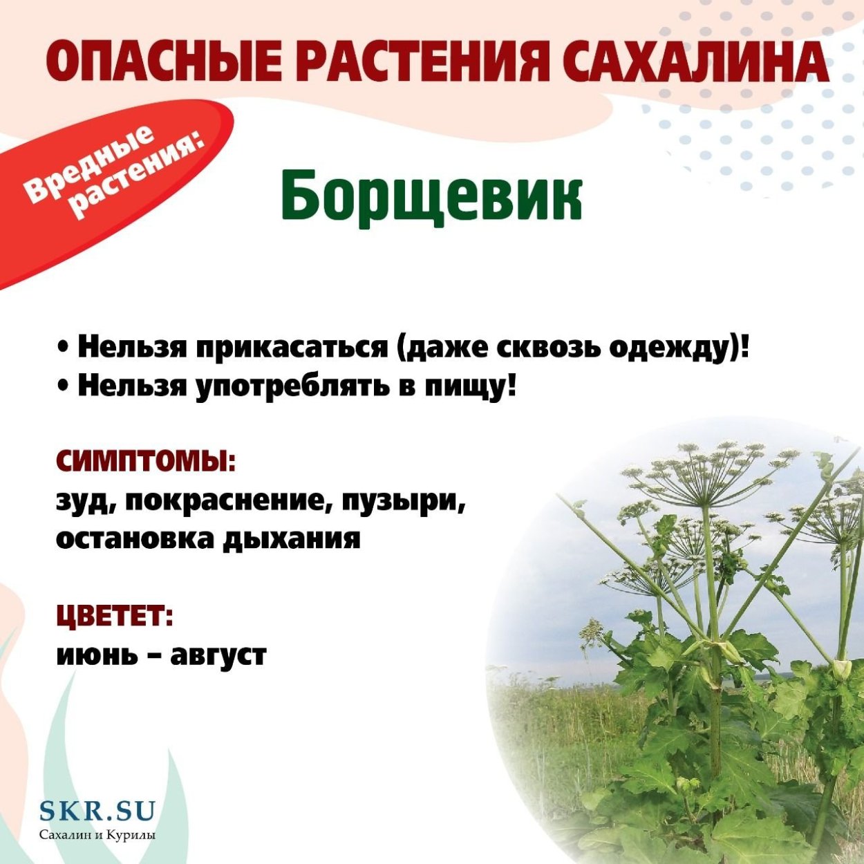 Ядовитые растения