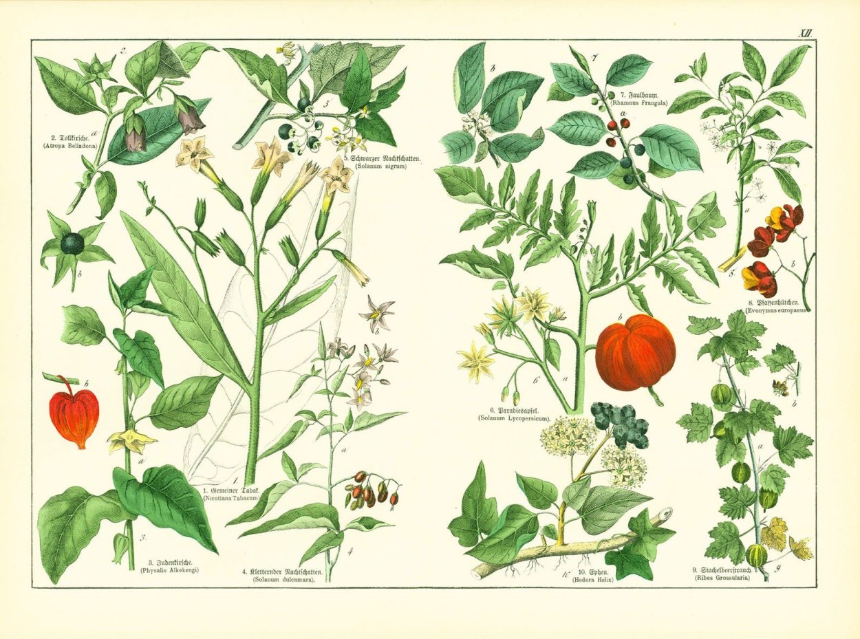 Растения Саратовской области