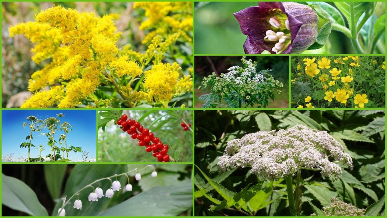 Лекарственные растения чб