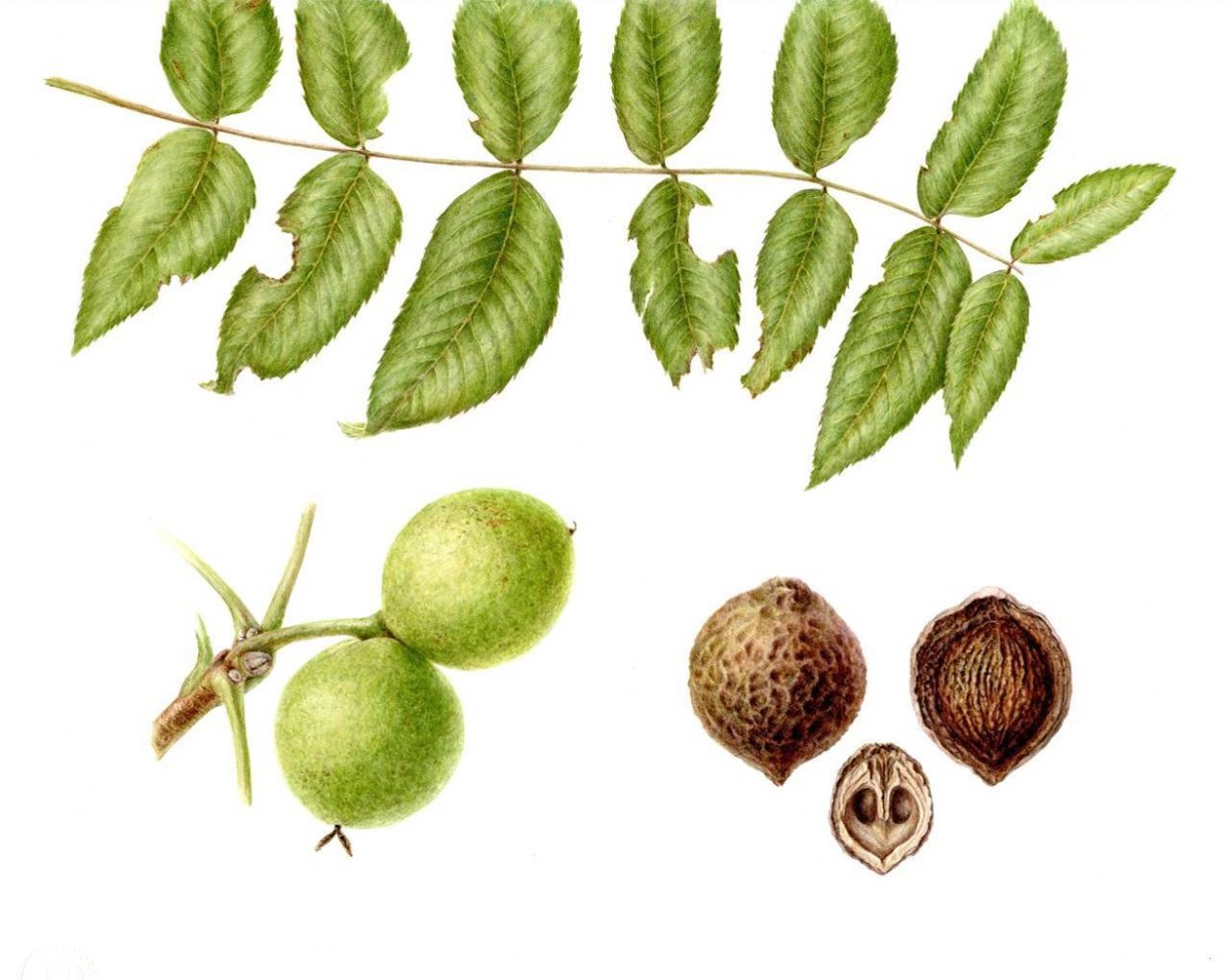 Каштан плод Желудь