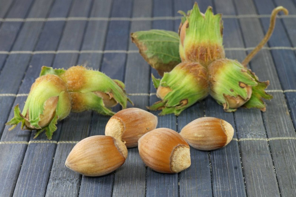 Каштан орех съедобный