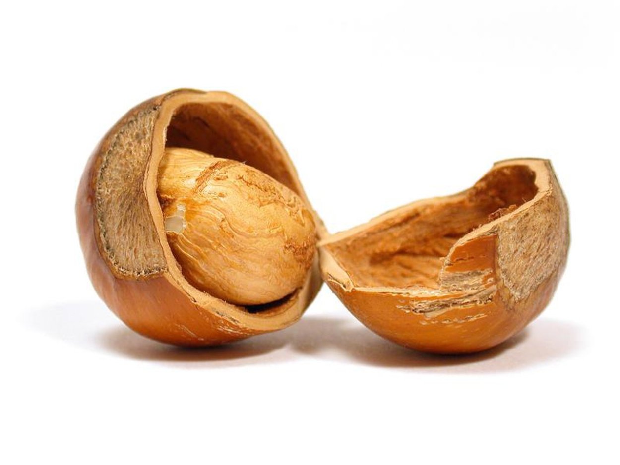 Орех грецкий Juglans Regia семена