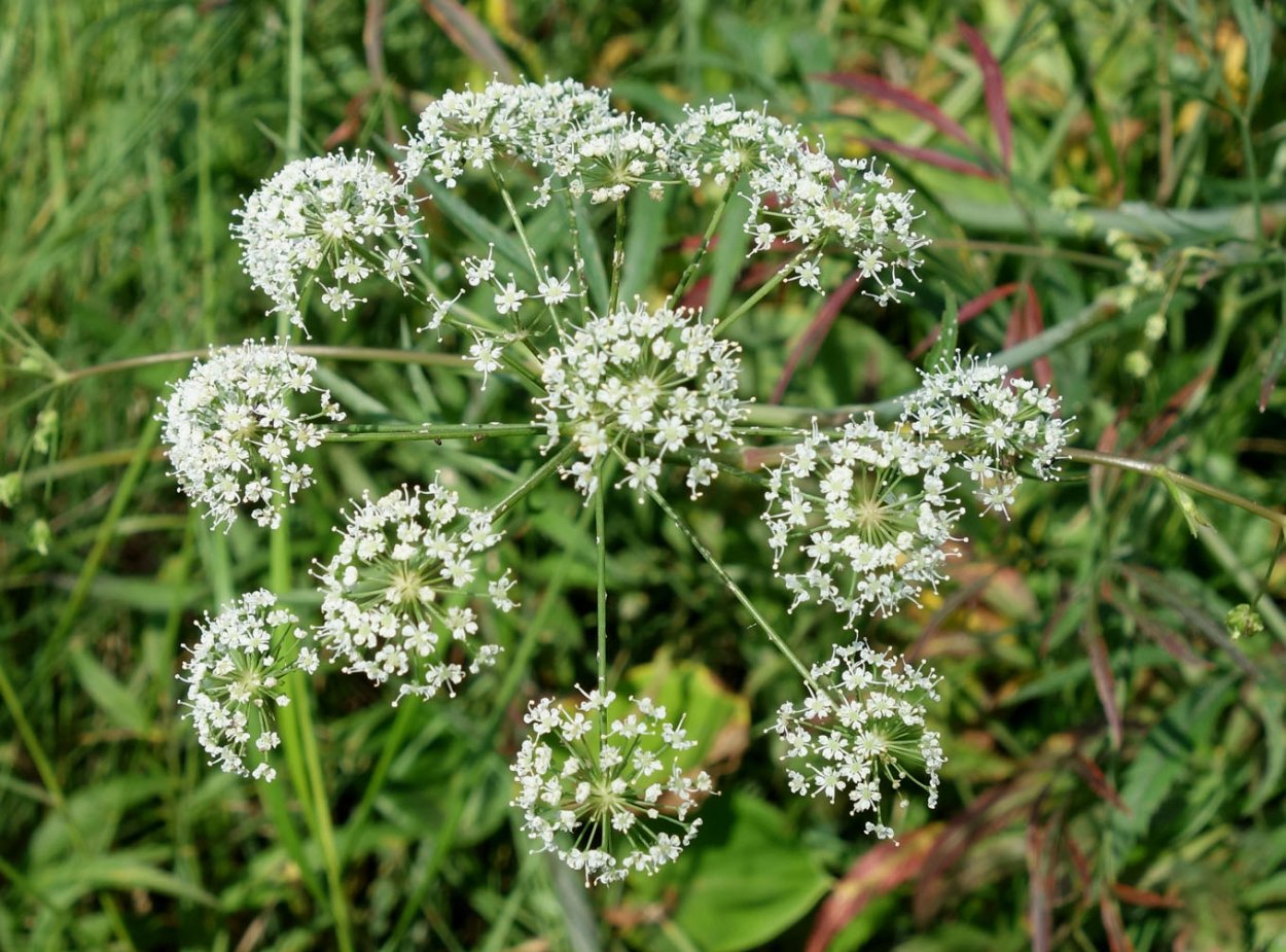 Лекарственные растения Астраханской