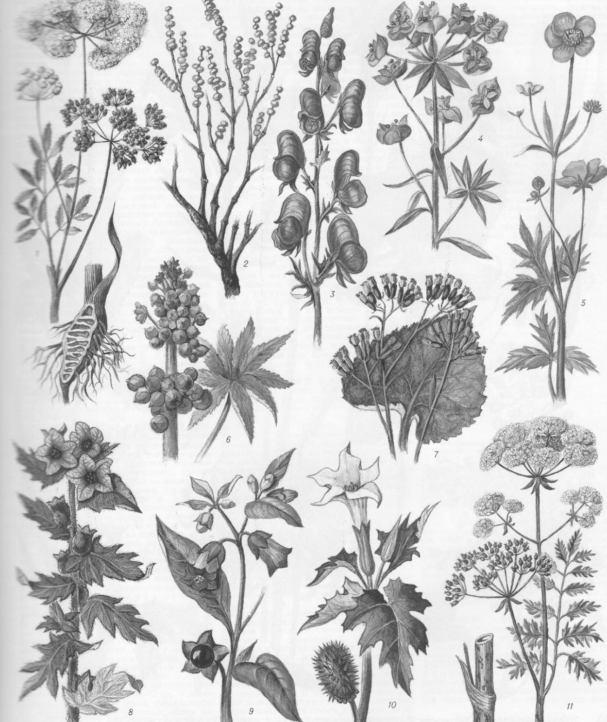 Ландыш Майский соцветие