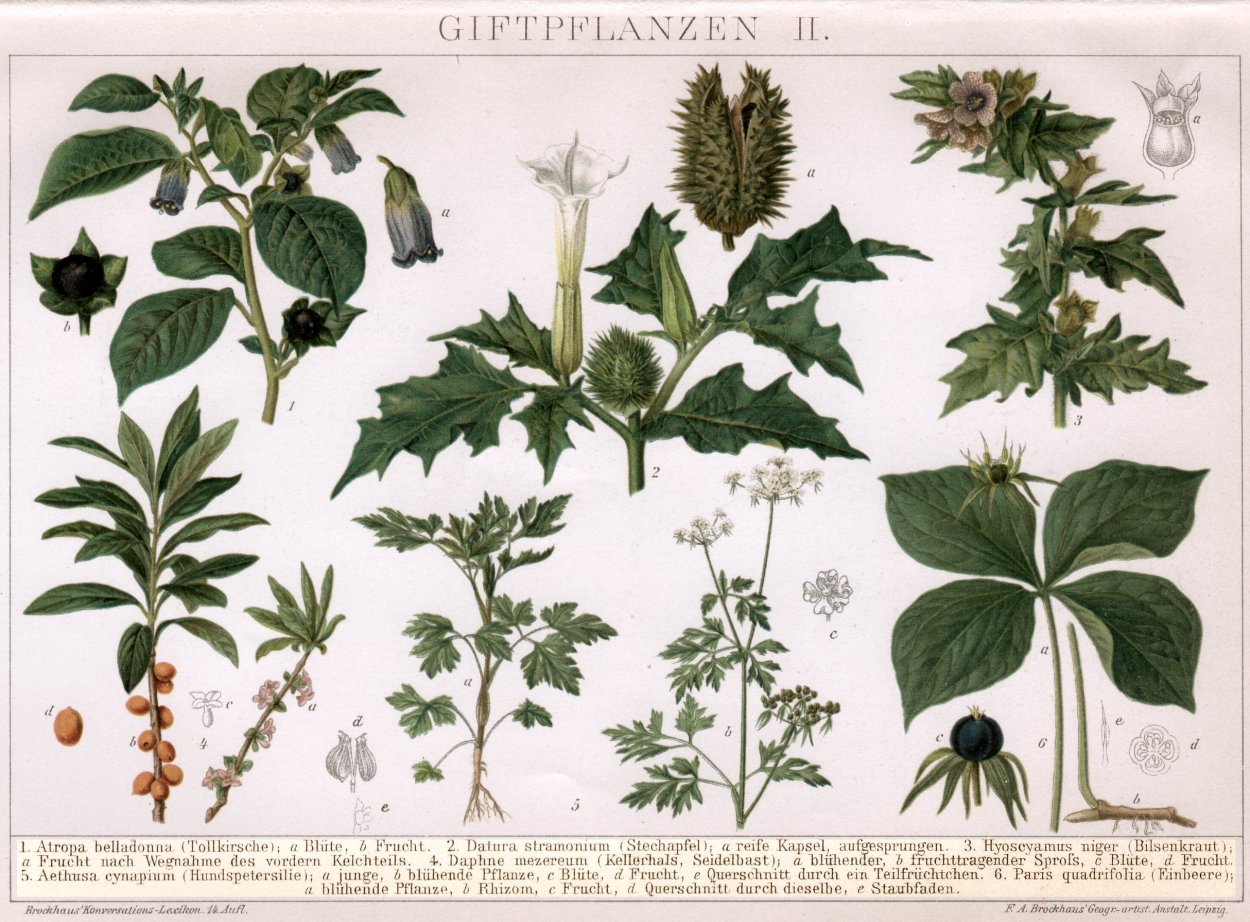 Белладонна ядовитое растение