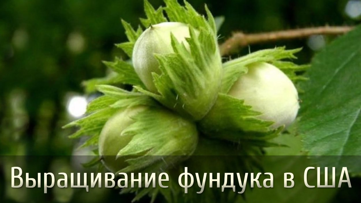 Дуб иволистный Желудь