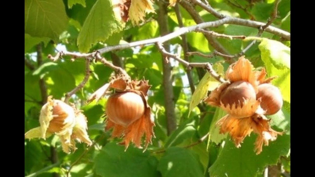 Какие бывают орехи