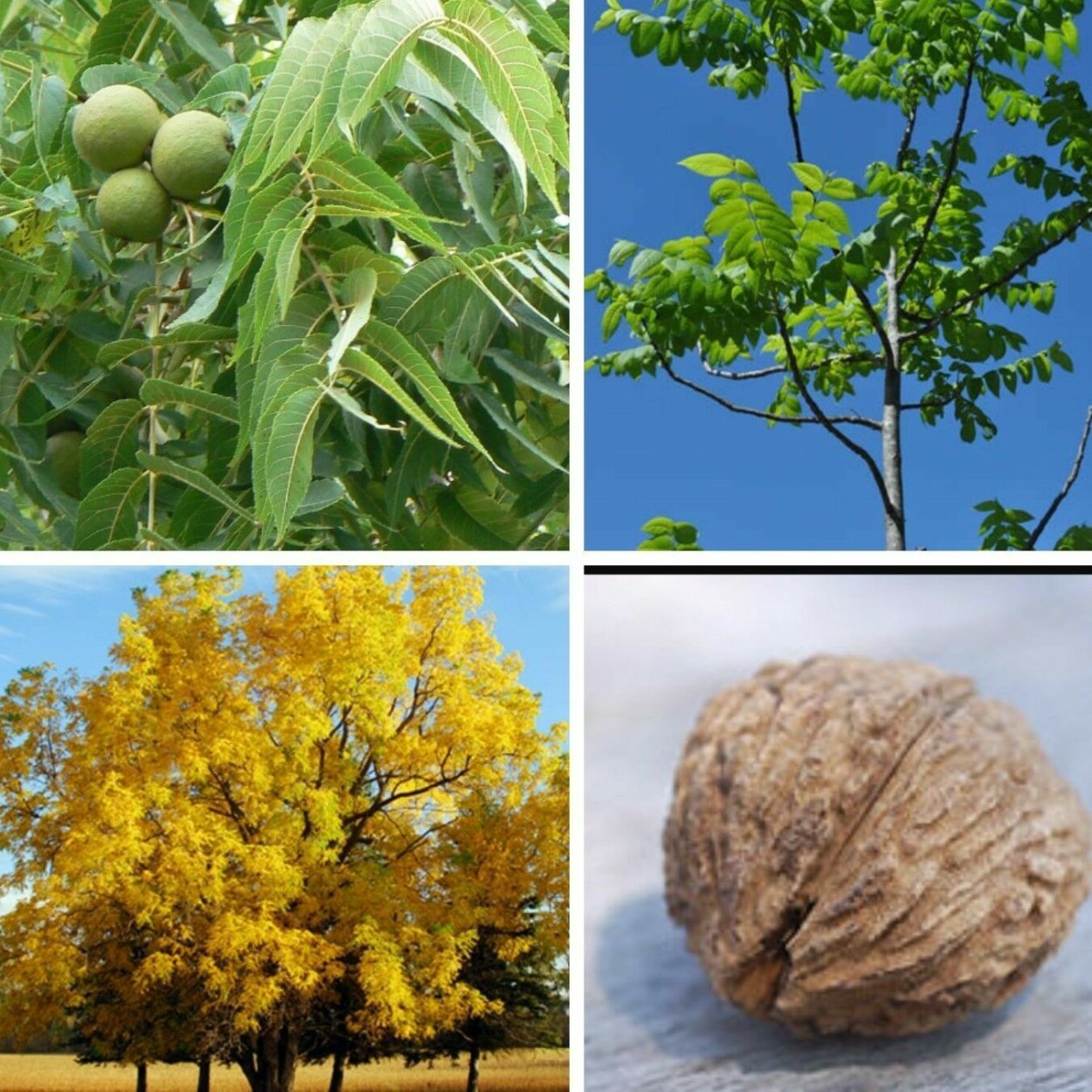 Лесной орех лещина