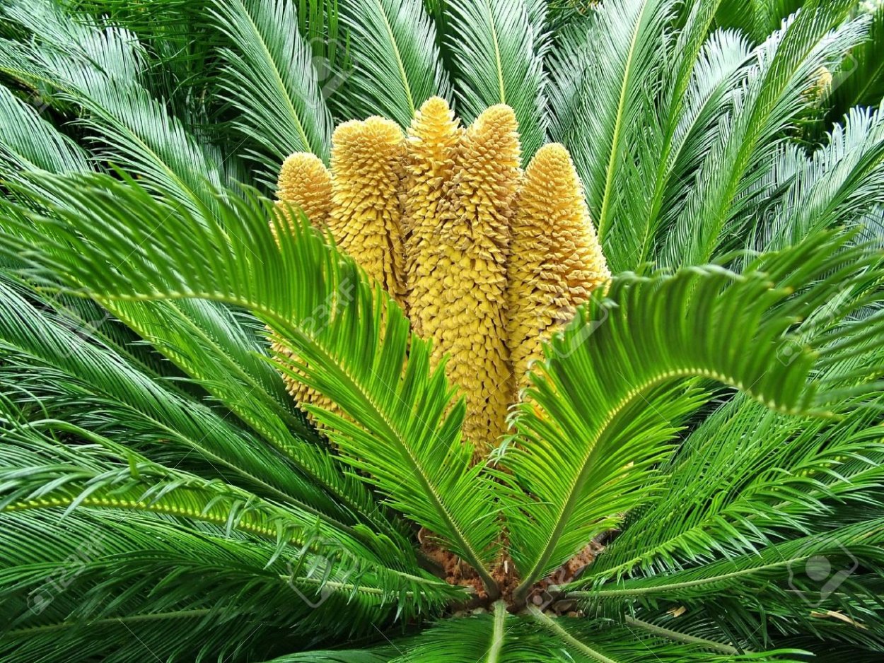 Саговник саговая Пальма