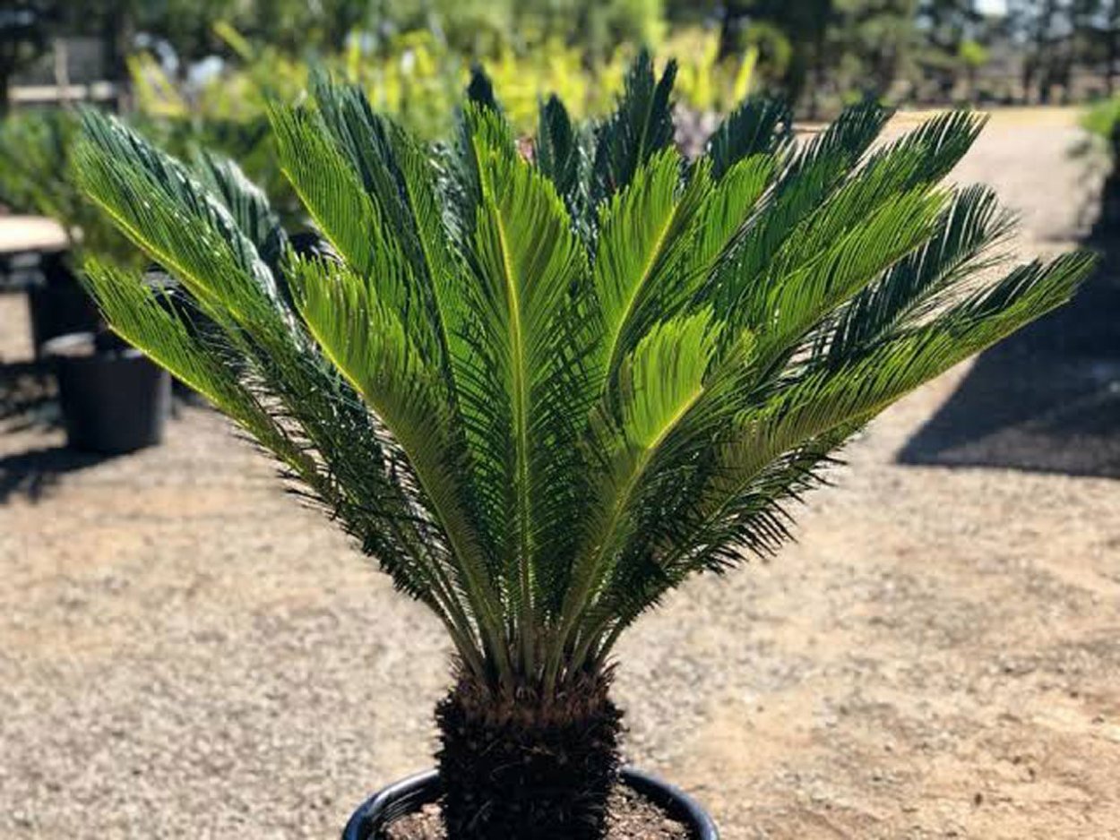 Цикас революта