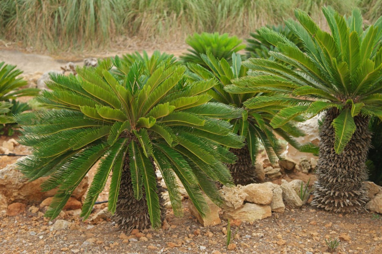 Саговниковые поникающий