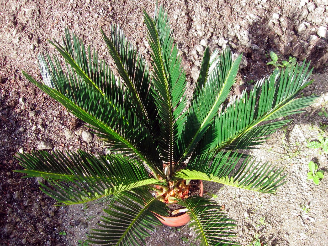 Саговник поникший Цикас