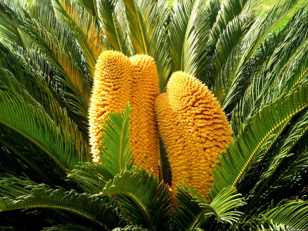 Цикас саговая Пальма