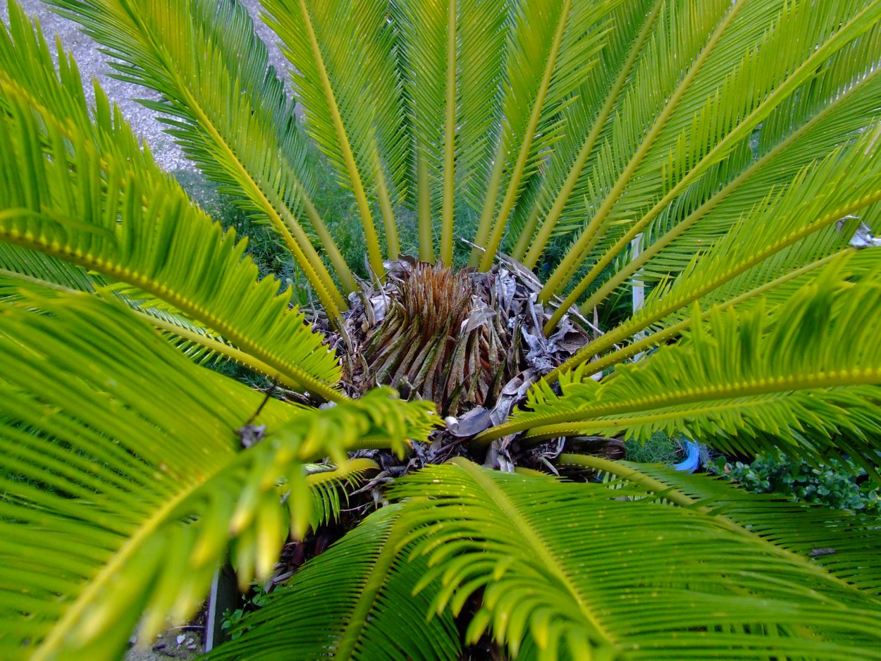 Цикас саговая Пальма