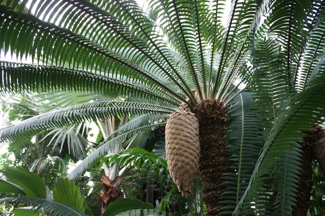 Цикас revoluta