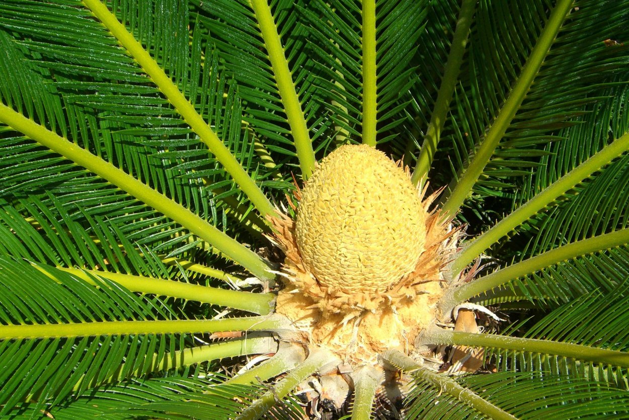 Ириотерния верния