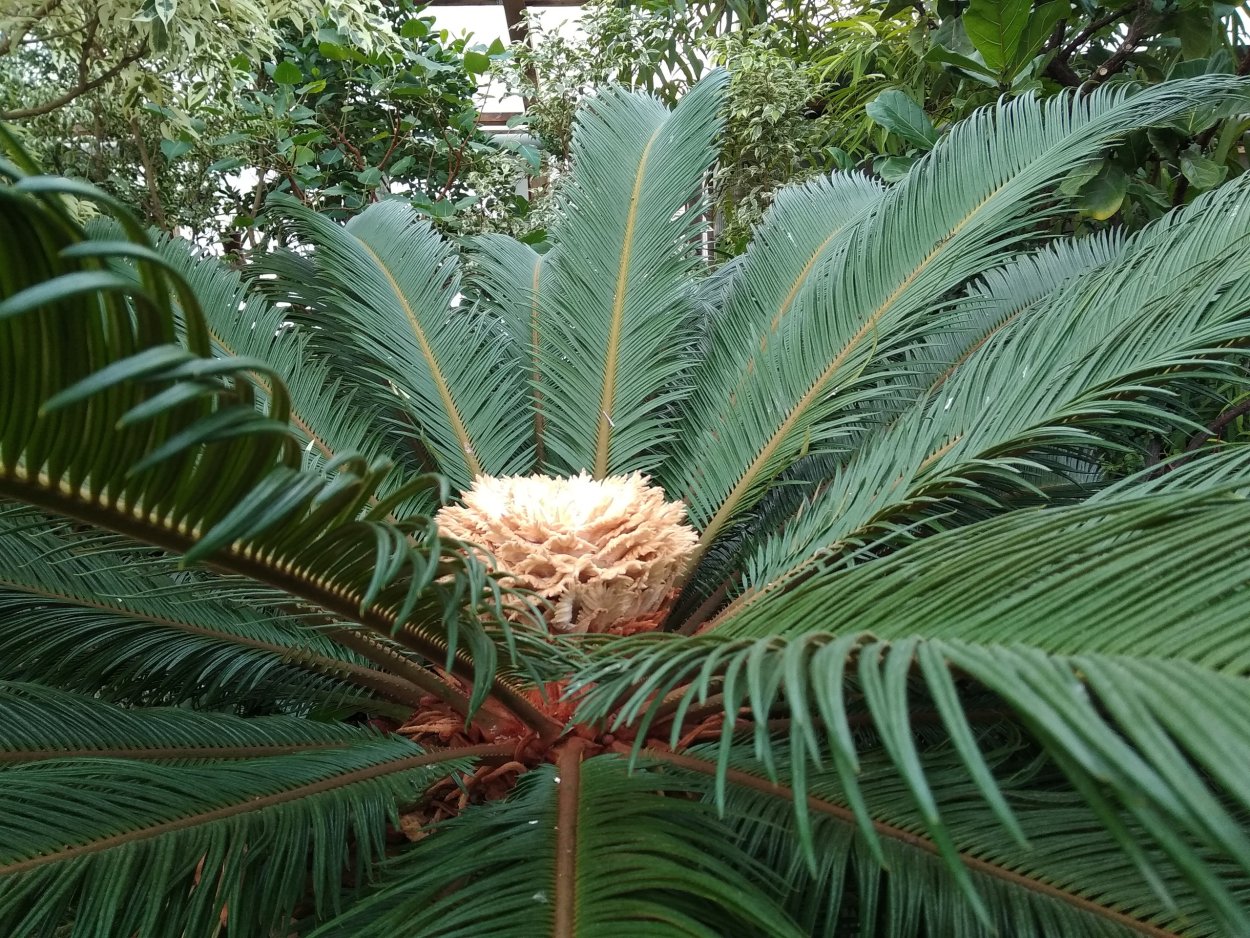 Диоон съедобный