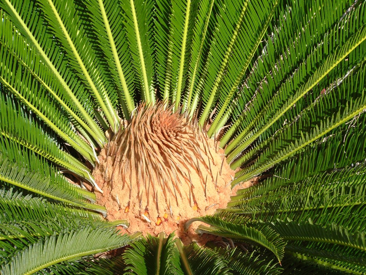 Саговниковые папоротники